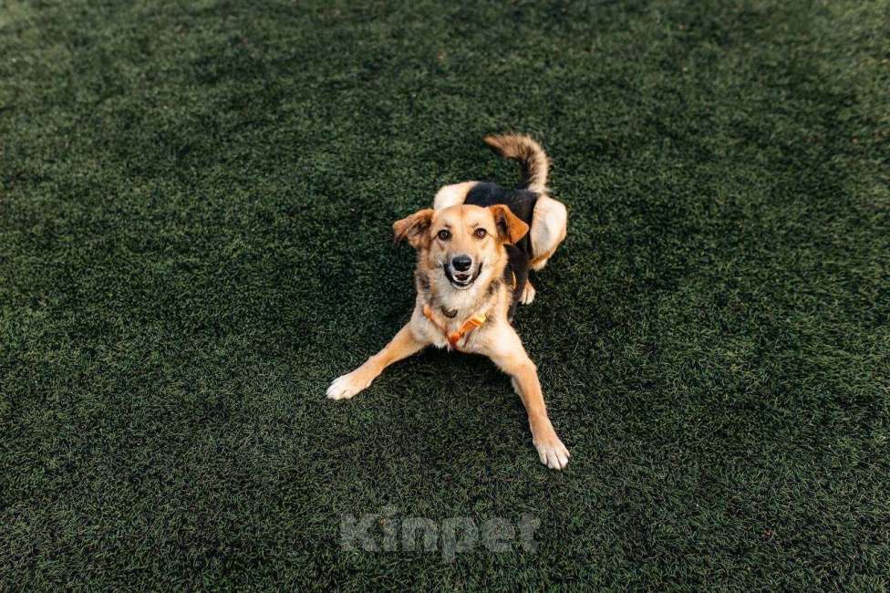 Собаки в Москве: Юнити в поисках билета в счастливую жизнь! Девочка, Бесплатно - фото 8