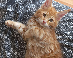 Кошки в Усть-Лабинске: Купить  котенка Мейн-кун в Краснодарском крае Мальчик, 10 000 руб. - фото 6