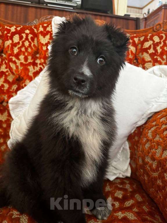 Собаки в Москве: В добрые руки мальчик! щенок ищет дом! Мальчик, Бесплатно - фото 4