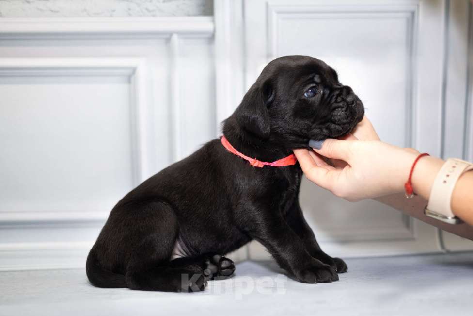 Собаки в Ярославле: Кане корсо Малышка Девочка, 80 000 руб. - фото 2