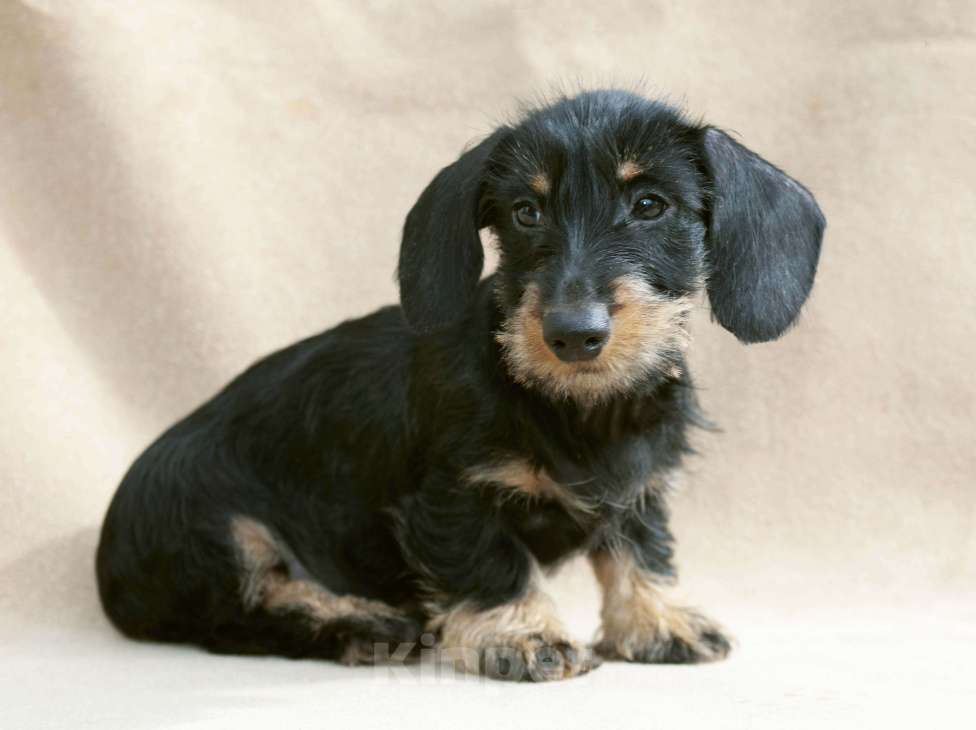 Собаки в Санкт-Петербурге: щенок такса миниатюрная жесткошерстная Девочка, 45 000 руб. - фото 2