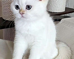 Кошки в Калуге: Raffaella SFS 71 ny 1233 Девочка, 65 000 руб. - фото 3