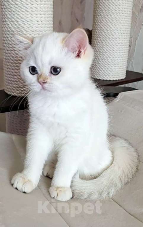 Кошки в Калуге: Raffaella SFS 71 ny 1233 Девочка, 65 000 руб. - фото 3