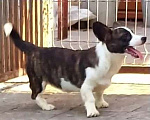 Собаки в Тобольске: Вельш корги кардиган Мальчик, Бесплатно - фото 1