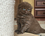 Кошки в Москве: Шоколадный вислоухий длинношерстный котик Мальчик, 50 000 руб. - фото 1