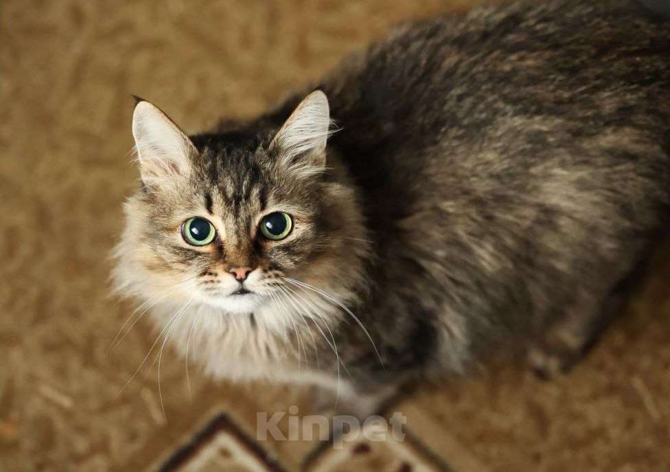 Кошки в Москве: Лиза ищет дом Девочка, Бесплатно - фото 3