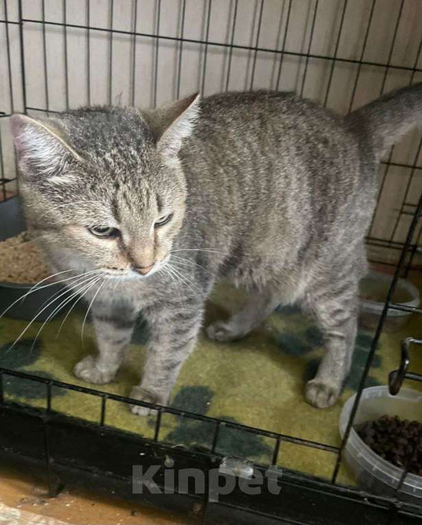 Кошки в Москве: Пухле грозит улица Девочка, Бесплатно - фото 2