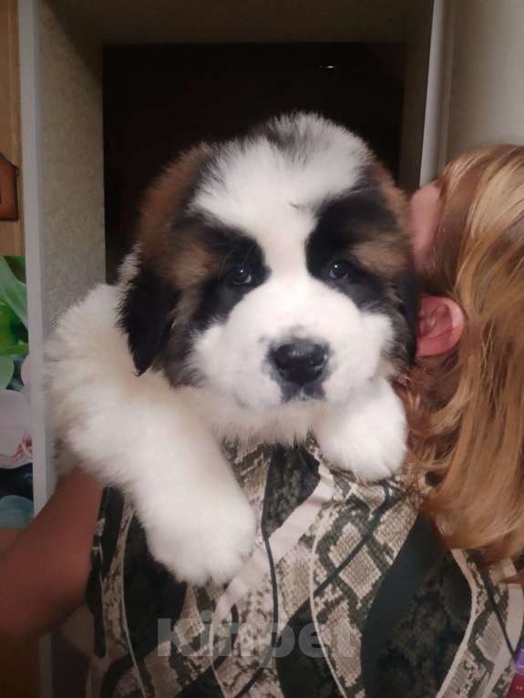 Собаки в Нижнем Тагиле: Щенок Московской сторожевой  Мальчик, 20 000 руб. - фото 6