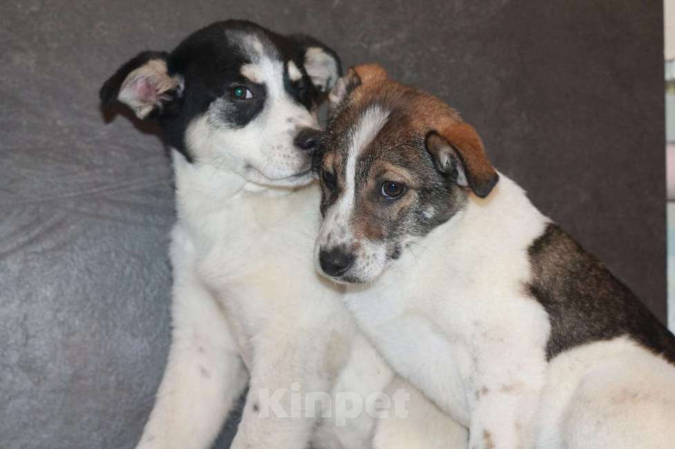 Собаки в Липецке: Ищу щенку Линде дом Девочка, 500 руб. - фото 5