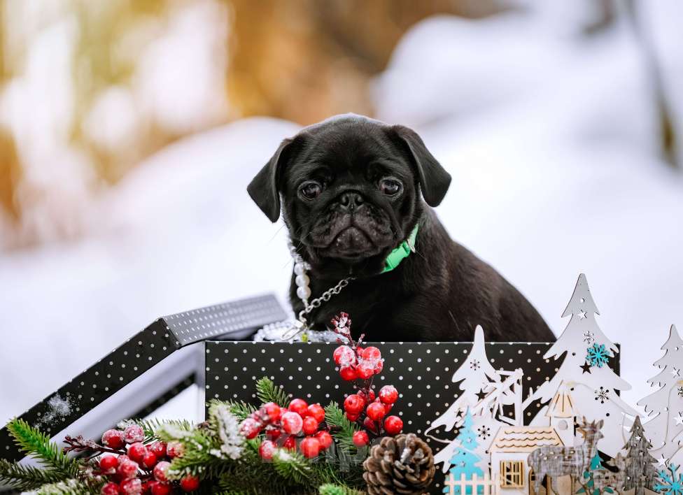 Собаки в Новосибирске: Мопс Софа Мармеладова Девочка, 60 000 руб. - фото 5