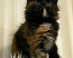 Кошки в Ардоне: Мейн кун котята, 30 000 руб. - фото 6