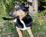 Собаки в Клине: Ласковый Робин в дар Мальчик, Бесплатно - фото 3