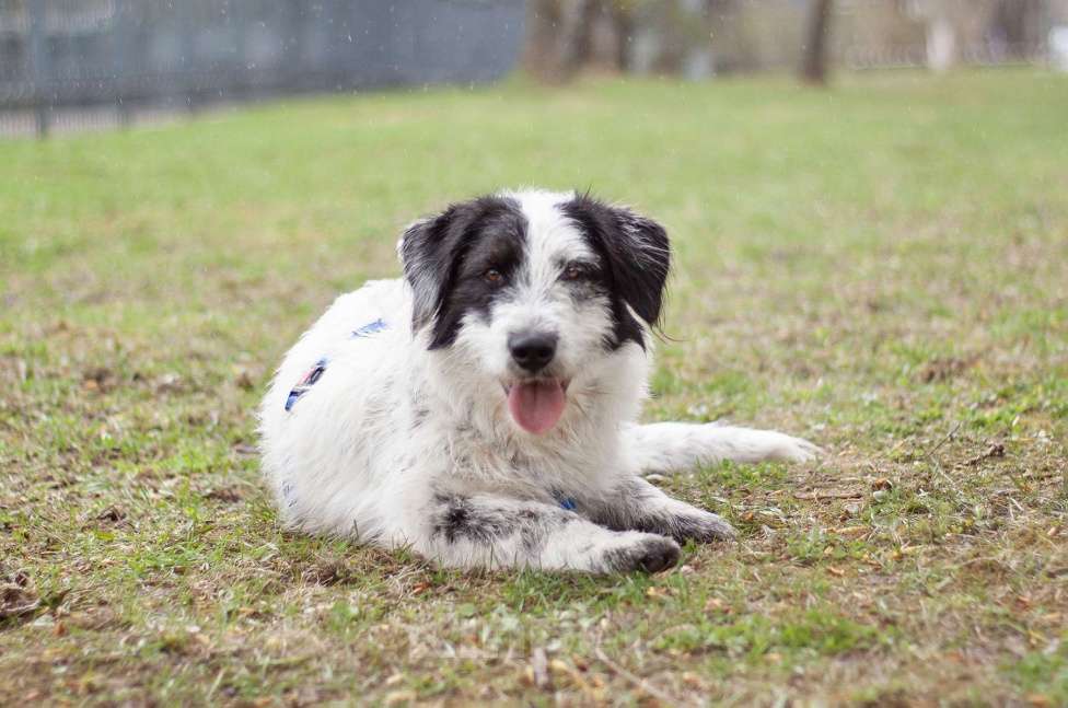 Собаки в Москве: Верный ласковый Сэмми в поисках заботливой семьи Мальчик, Бесплатно - фото 2