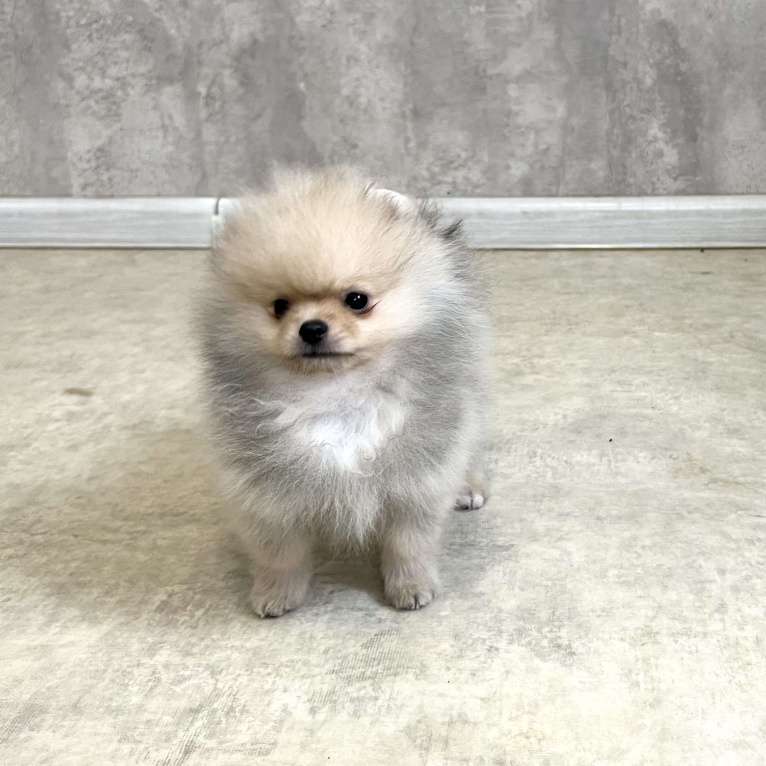 Собаки в Туле: Померанский шпиц мини Мальчик, 30 000 руб. - фото 1