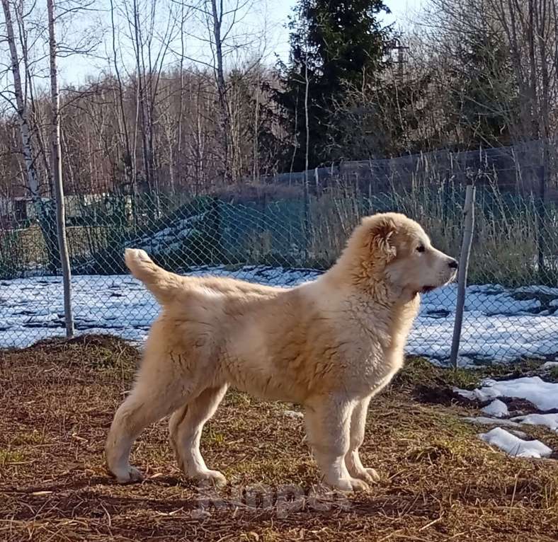 Собаки в Печоре: Девочка САО Девочка, 50 000 руб. - фото 6