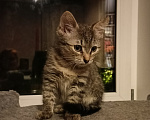 Кошки в Москве: Маша 2 месяца Девочка, Бесплатно - фото 8