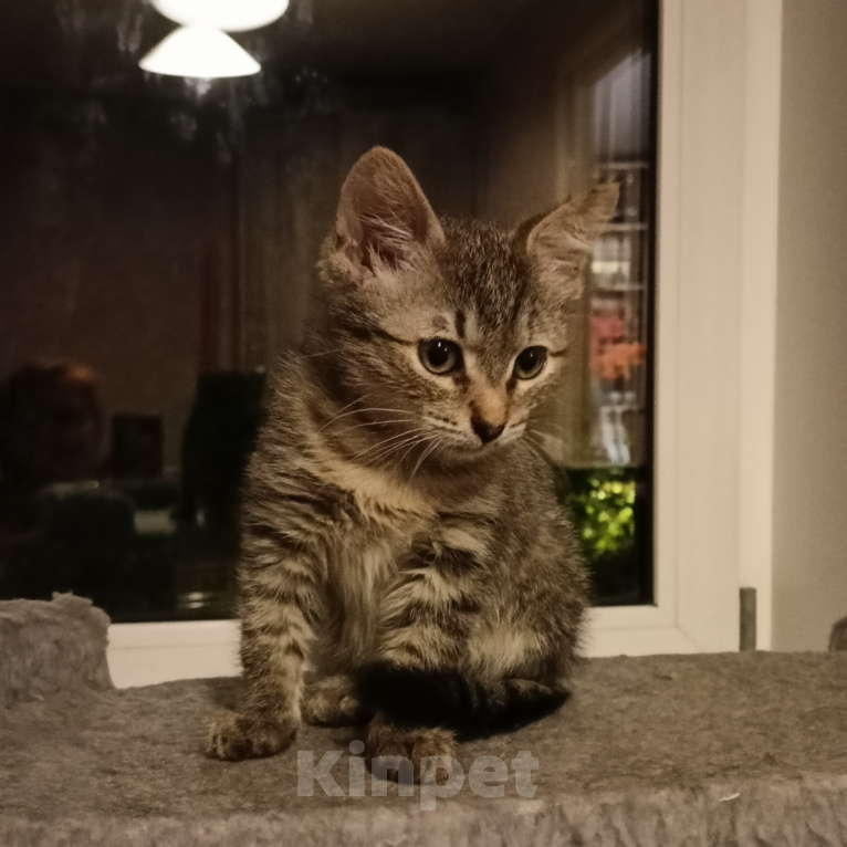 Кошки в Москве: Маша 2 месяца Девочка, Бесплатно - фото 8
