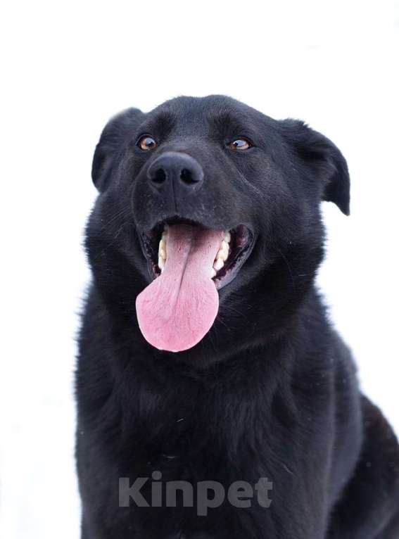 Собаки в Люберцах: Ищет дом активный Блэкки Мальчик, Бесплатно - фото 2