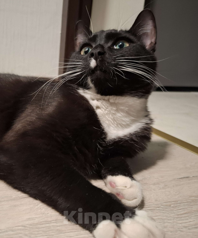 Кошки в Балашихе: отдам кота в добрые руки Мальчик, Бесплатно - фото 1