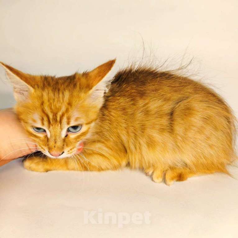 Кошки в Екатеринбурге: Котенок в добрые руки  Мальчик, Бесплатно - фото 3