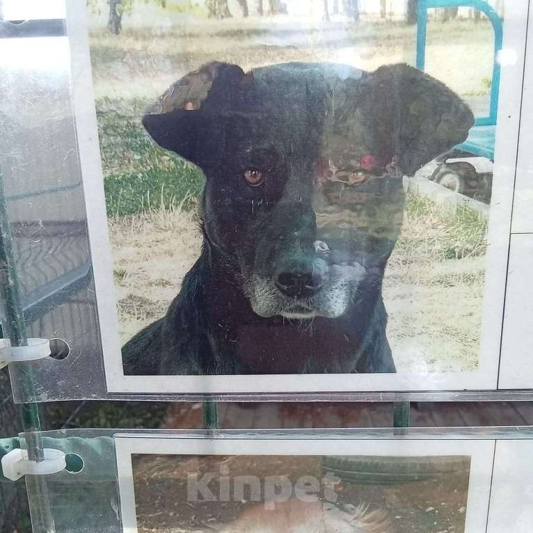 Собаки в Ставрополе: Ищю собаку Мальчик, Бесплатно - фото 2