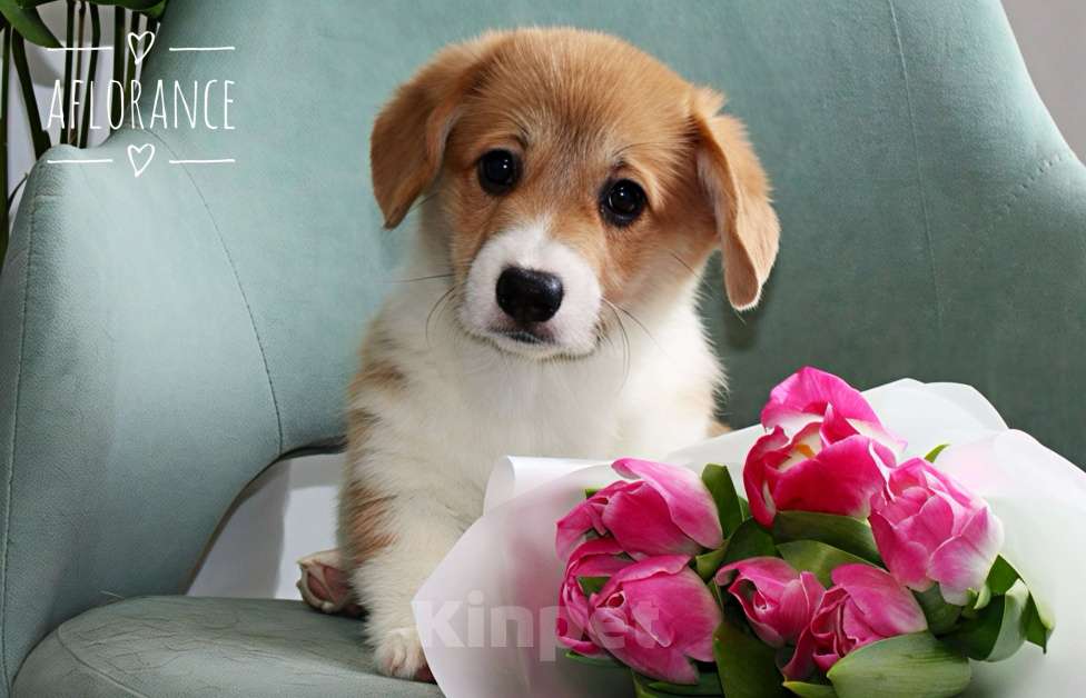 Собаки в Санкт-Петербурге: Щенок вельш корги пемброк Девочка, 80 000 руб. - фото 1