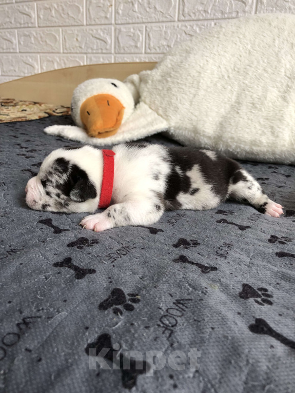 Собаки в Волгограде: Американский булли девочка покет Девочка, 90 000 руб. - фото 2