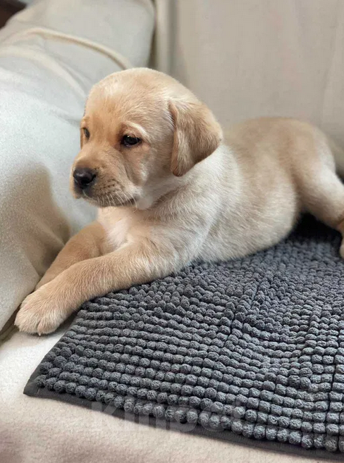 Собаки в Санкт-Петербурге: Палевые щенки Лабрадора-Ретривера  Мальчик, 19 000 руб. - фото 5