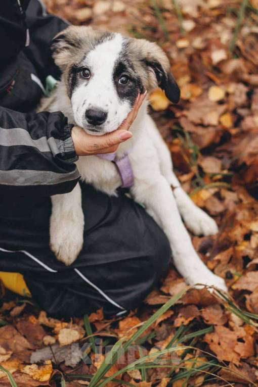 Собаки в Москве: Ювента - девочка, 2 месяца, ищет дом Девочка, Бесплатно - фото 5
