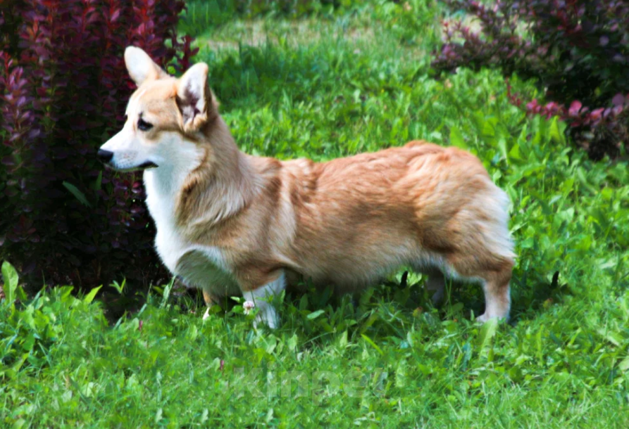 Собаки в Чапаевске: Девочка Эстель Руж Девочка, 50 000 руб. - фото 5