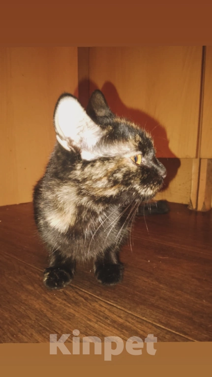 Кошки в Москве: Кошка в добрые руки Девочка, Бесплатно - фото 2