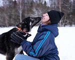 Собаки в Солнечногорске: Милый ушастик в добрые руки Мальчик, Бесплатно - фото 2