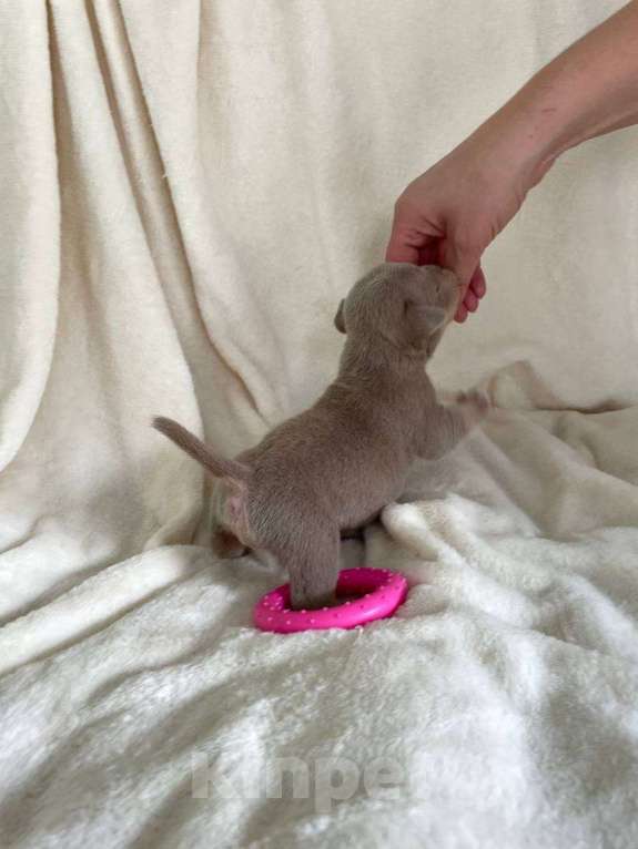 Собаки в Санкт-Петербурге: Щенок Американского булли sm_bulli Mia Девочка, 130 000 руб. - фото 4