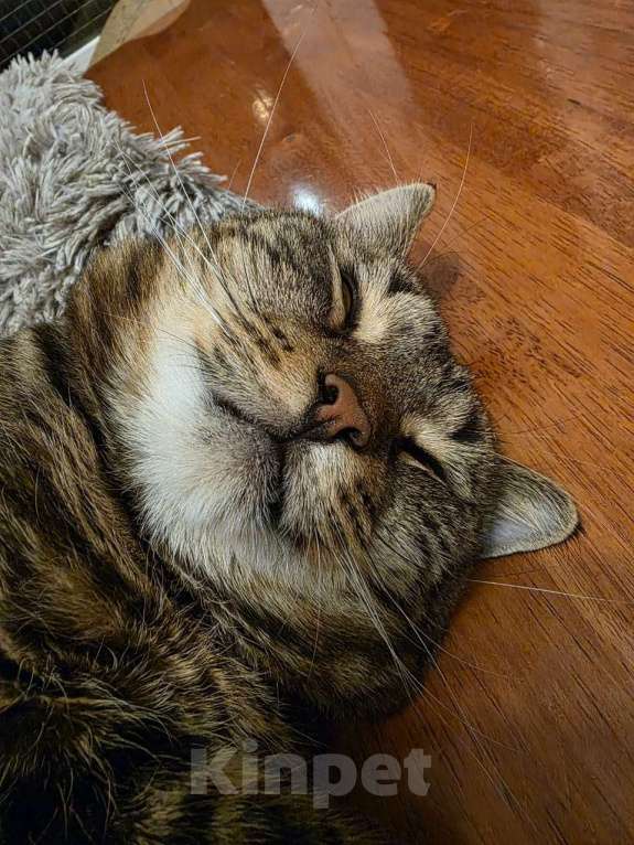 Кошки в Москве: Нежный котик Кузя в добрые руки  Мальчик, Бесплатно - фото 6