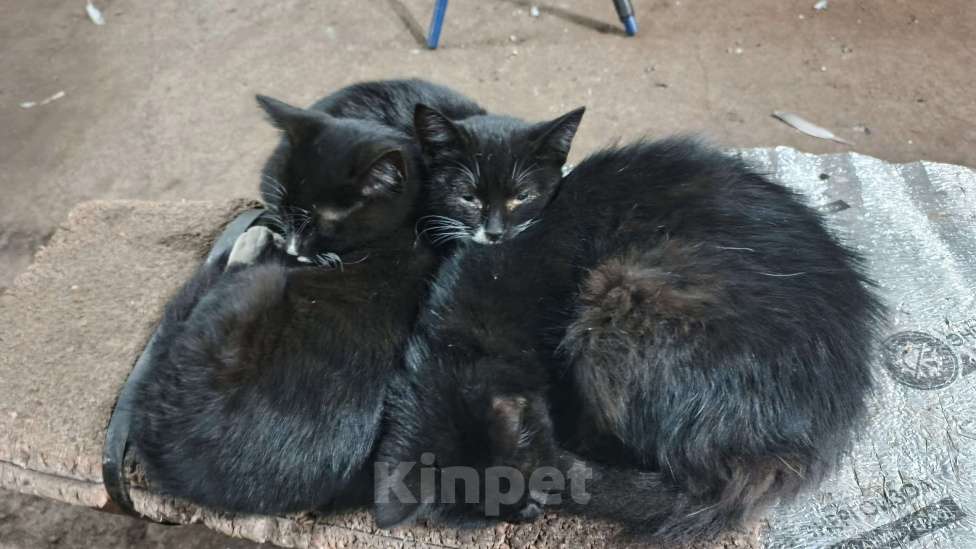 Кошки в Санкт-Петербурге: Катюша и Семен Девочка, Бесплатно - фото 7