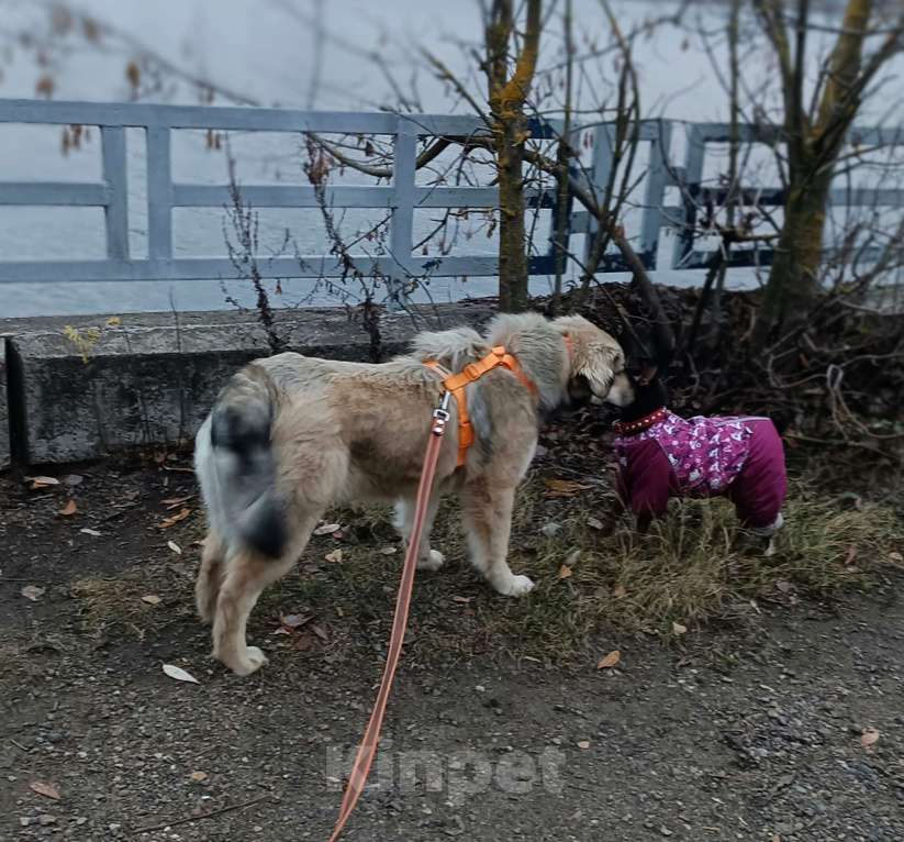 Собаки в Москве: Ваша личная Фея Девочка, Бесплатно - фото 6