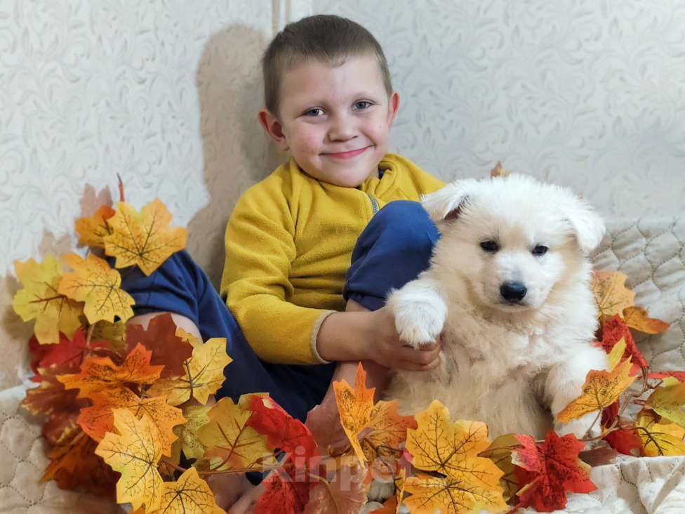 Собаки в Иркутске: Щенки Белой Швейцарской Овчарки Мальчик, 50 000 руб. - фото 4