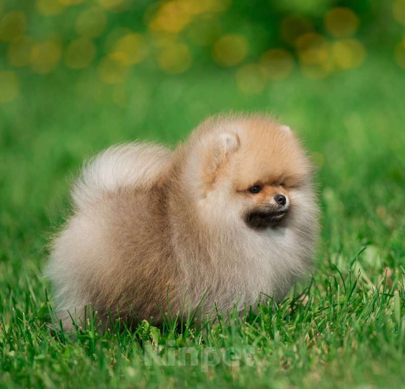 Собаки в Санкт-Петербурге: Марлекс Кларк Кент Мальчик, 75 000 руб. - фото 6