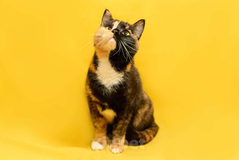 Кошки в Москве: Трехцветная кошка химера необычного окраса Джульетта в дар Девочка, 1 руб. - фото 5