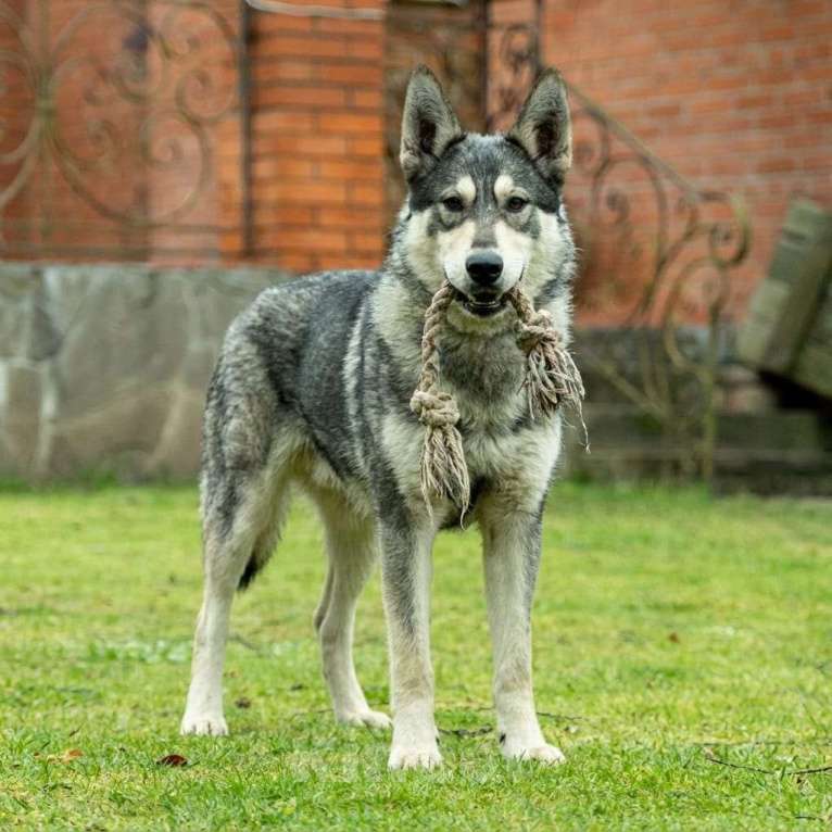 Собаки в Москве: Норд ищет свою семью Мальчик, Бесплатно - фото 5