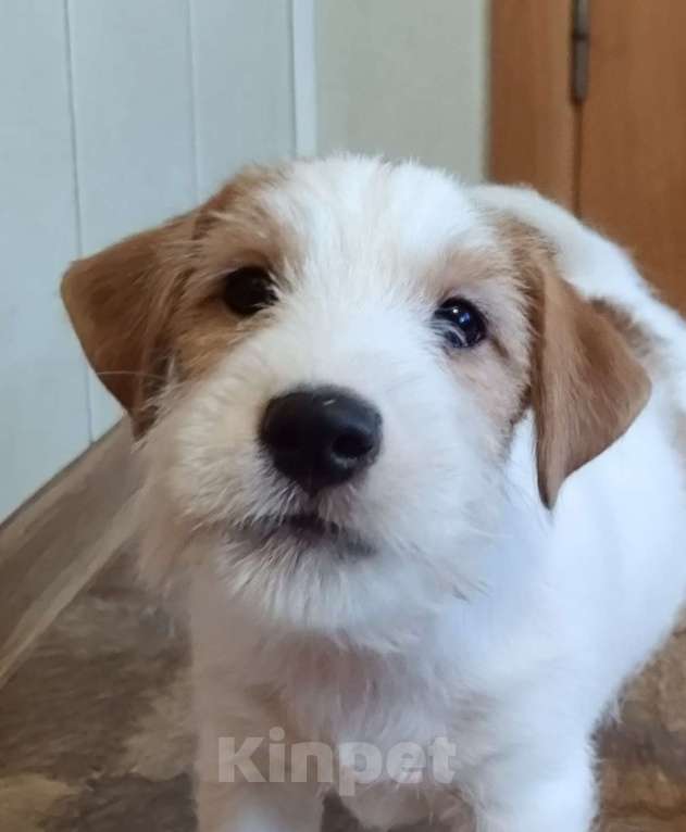 Собаки в других городах Ленинградской области: Джек Рассел, щенки мальчики Мальчик, Бесплатно - фото 7