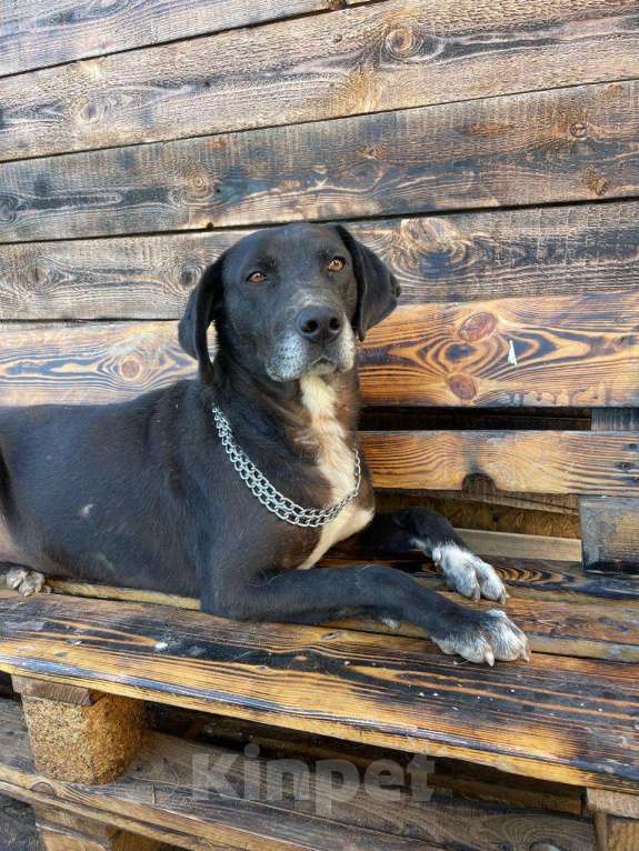 Собаки в Владимире: Метис дога Мальчик, Бесплатно - фото 6