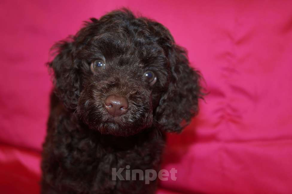 Собаки в Москве: Девочка пуделя- РКФ Девочка, 70 000 руб. - фото 2