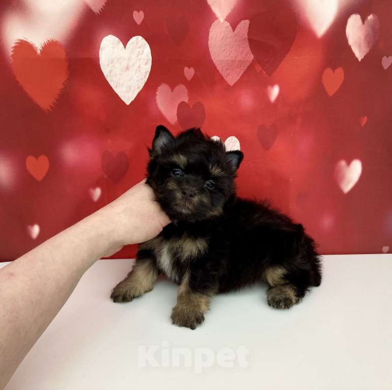 Собаки в Москве: Цветной йорк мальчик стандарт бэби фейс Мальчик, 50 000 руб. - фото 6