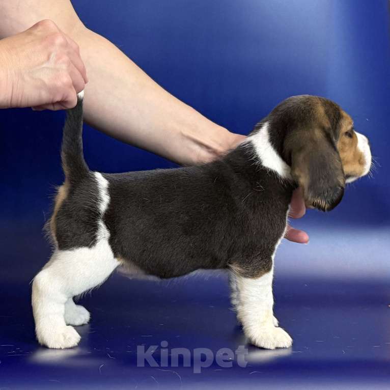 Собаки в Уфе: Щенок породы бигль девочка Девочка, 45 000 руб. - фото 5