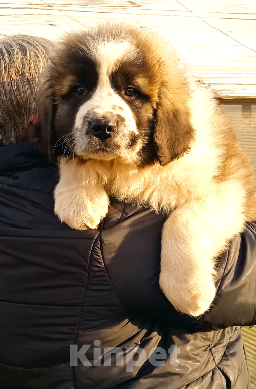Собаки в Ижевске: Щенки Московской Сторожевой Мальчик, 50 000 руб. - фото 1