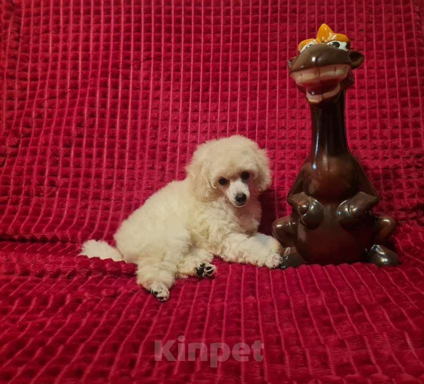 Собаки в Москве: Пудель той девочка белая Девочка, 100 000 руб. - фото 3