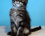 Кошки в Волхове: Котята породы мейн-кун мальчики. Мальчик, 15 000 руб. - фото 5