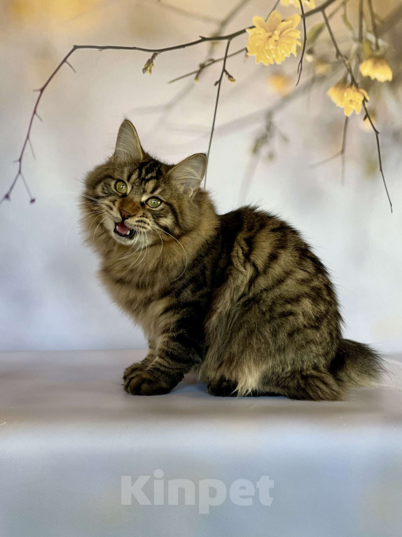 Кошки в других городах Московской области: Nash of Rufus Vallis Мальчик, 30 000 руб. - фото 2