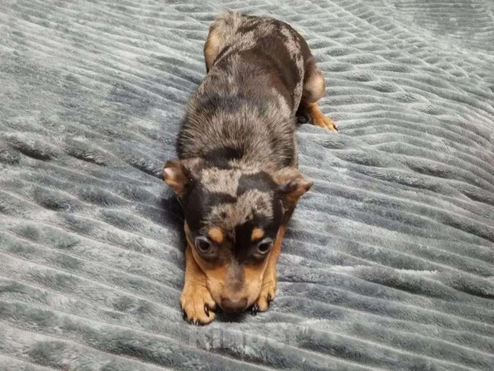 Собаки в Астрахани: Пропала собака, помогите найти! Мальчик, Бесплатно - фото 2